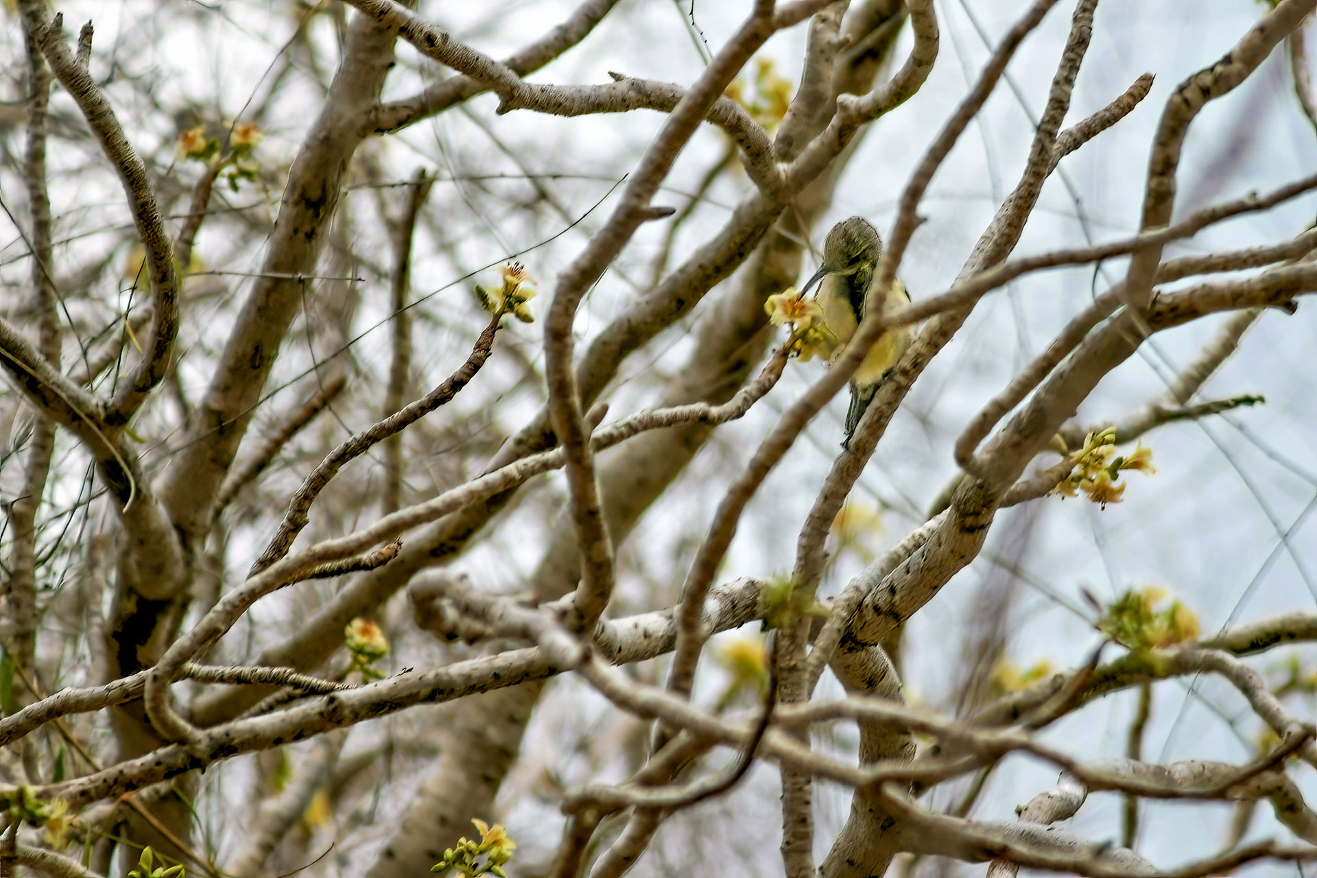 Graunackensänger (Neomixis tenella)
